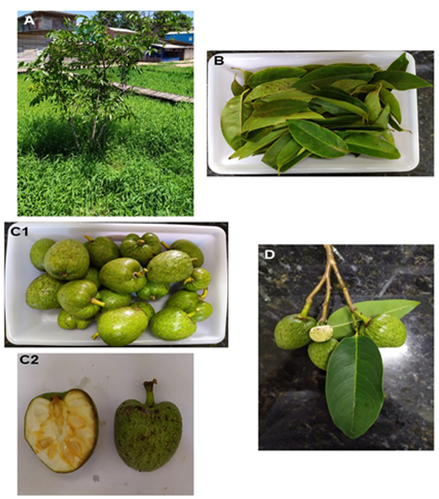 Annona glabra L. (A); Folhas (B); Frutos (C1 e C2); e Ramo floral – folhas, flor em desenvolvimento e frutos (D)